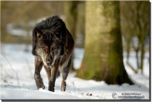 Anfahrt - Foto Wolfspark Werner Freund by Michael Schönberger